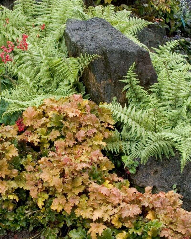 Shade-Loving Fern Bed