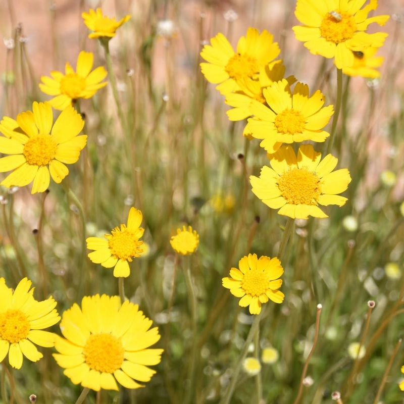 Encourage Golden Marguerite