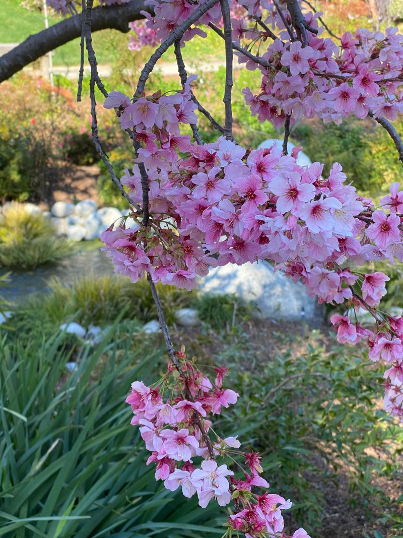 Enchanting Cherry Blossoms