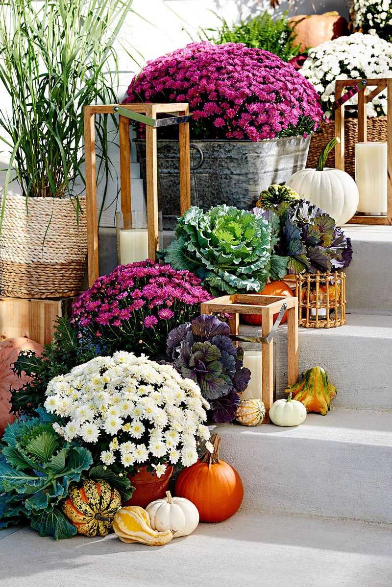 Decorative Mums