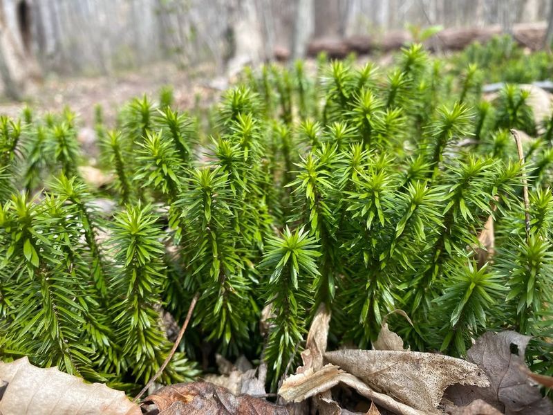 Clubmosses (Lycopodiophyta)