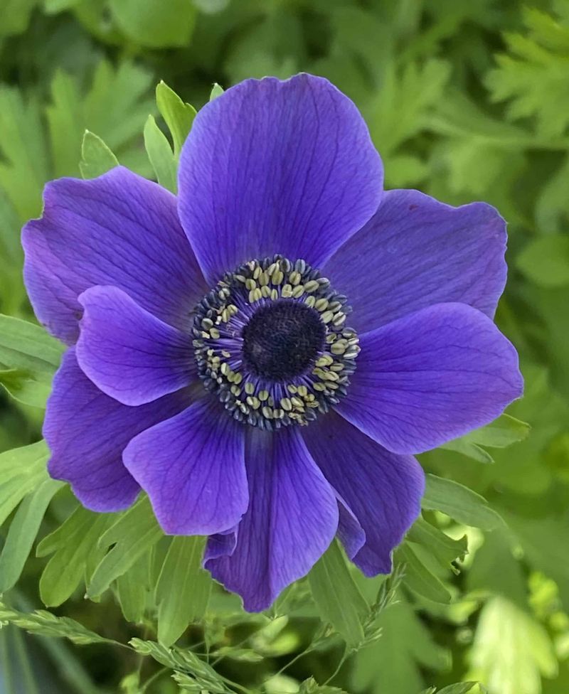 Anemone