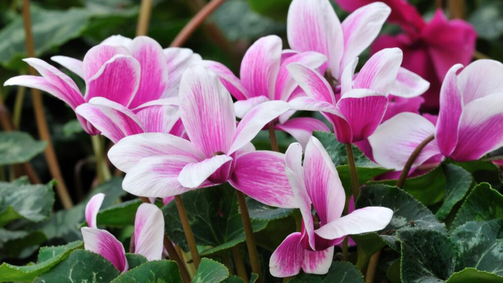 Cyclamen