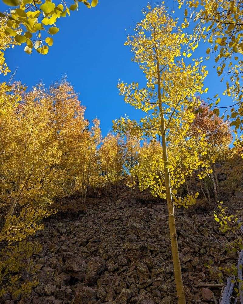 Aspen Tree