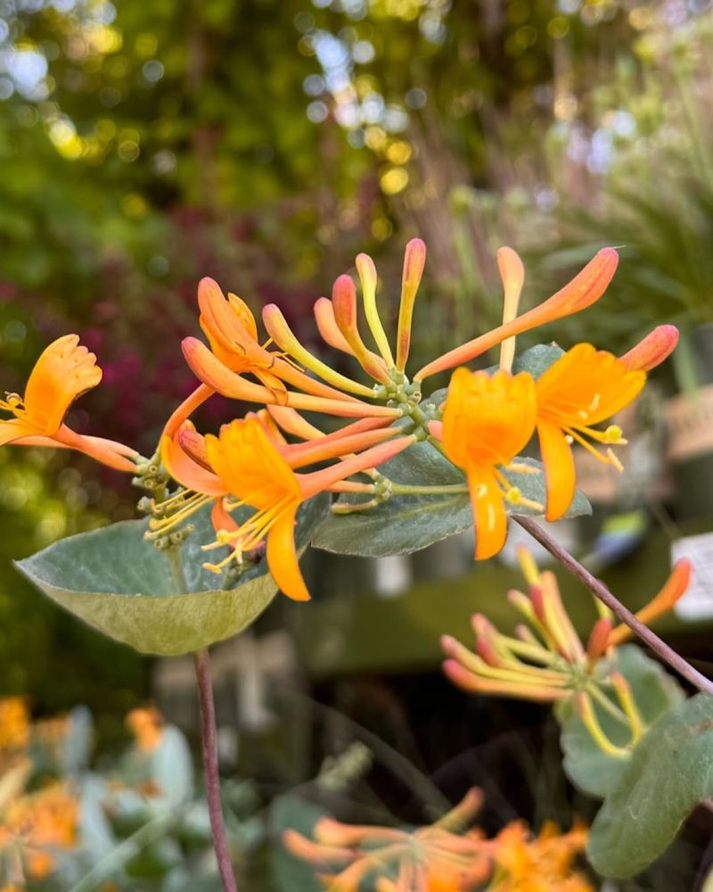 Mandarin Honeysuckle