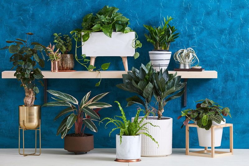 Seasonal Houseplant Rotations