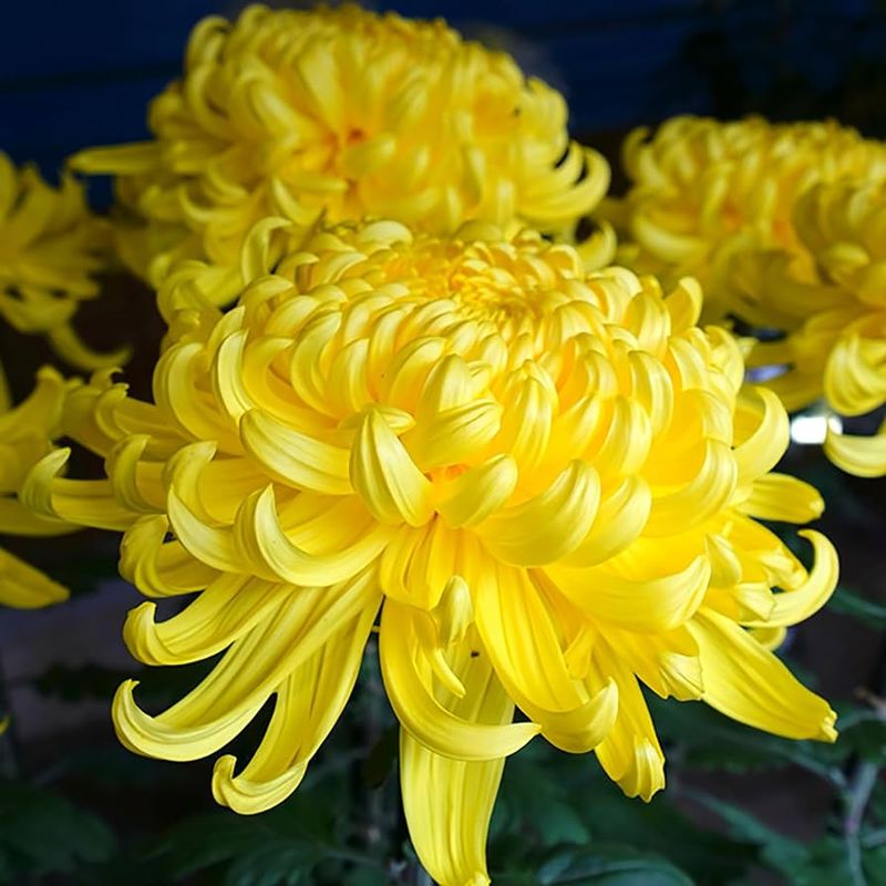 Chrysanthemum