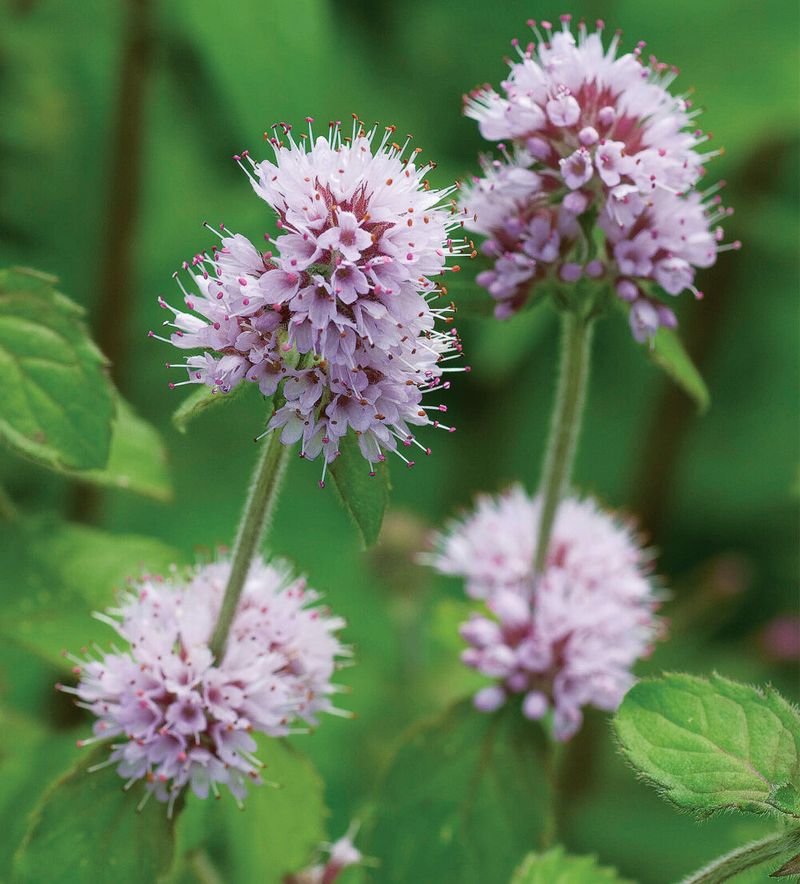 Mint Flower