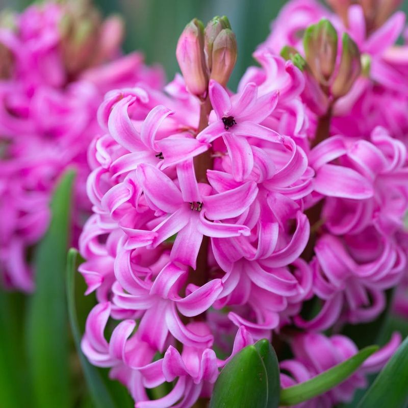 Hyacinths