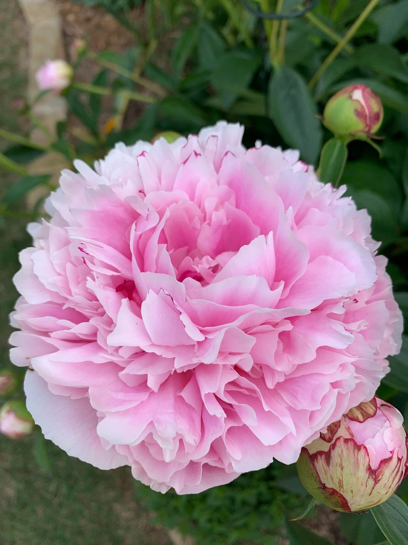 Peony