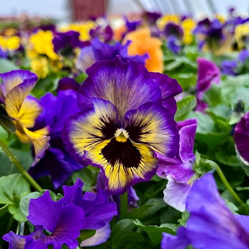 Pansy