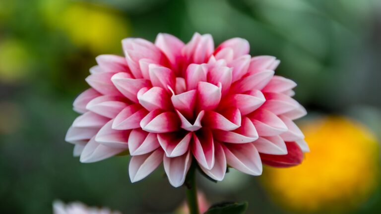 dahlia flower