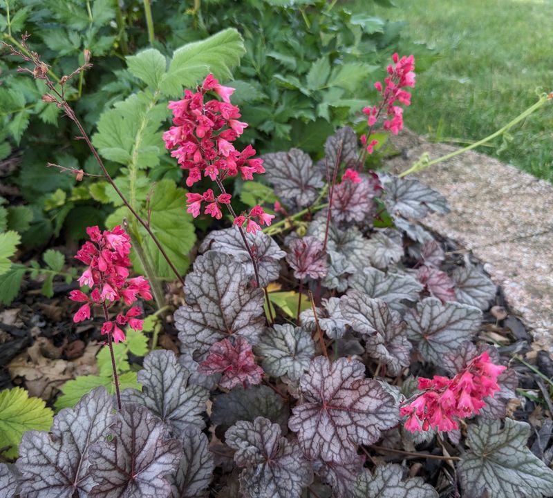 Coral Bells (Heuchera)