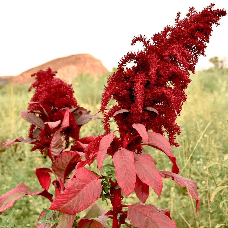 Amaranth