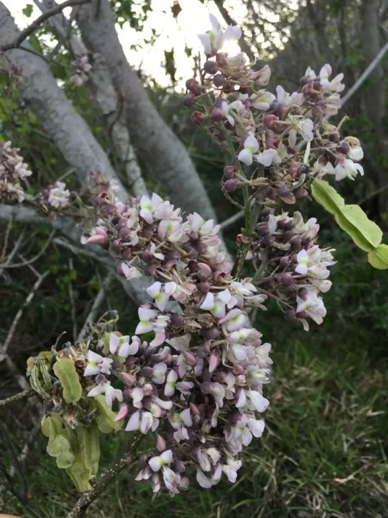 Jamaican Dogwood