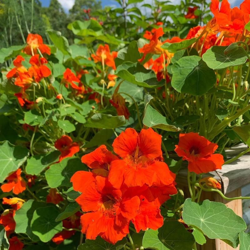 Nasturtium