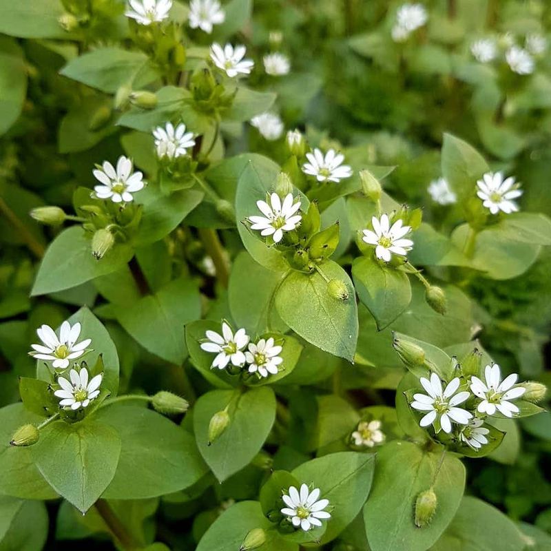 Chickweed