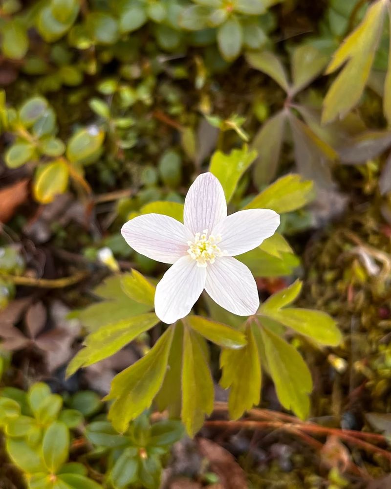 Wood Anemone