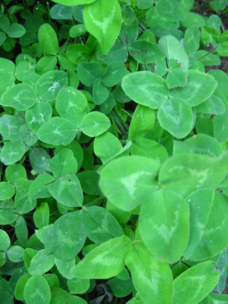 Clover (Trifolium spp.) – The Soil Enricher