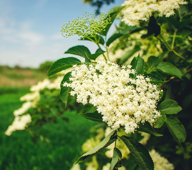 Elderflower