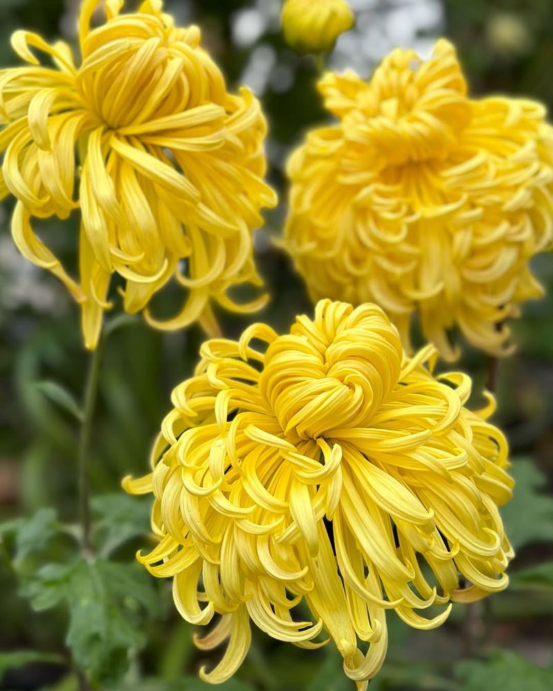 Chrysanthemum