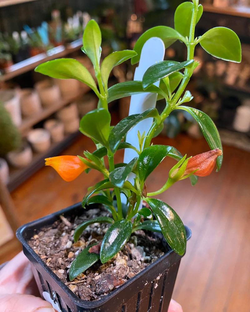 Goldfish Plant