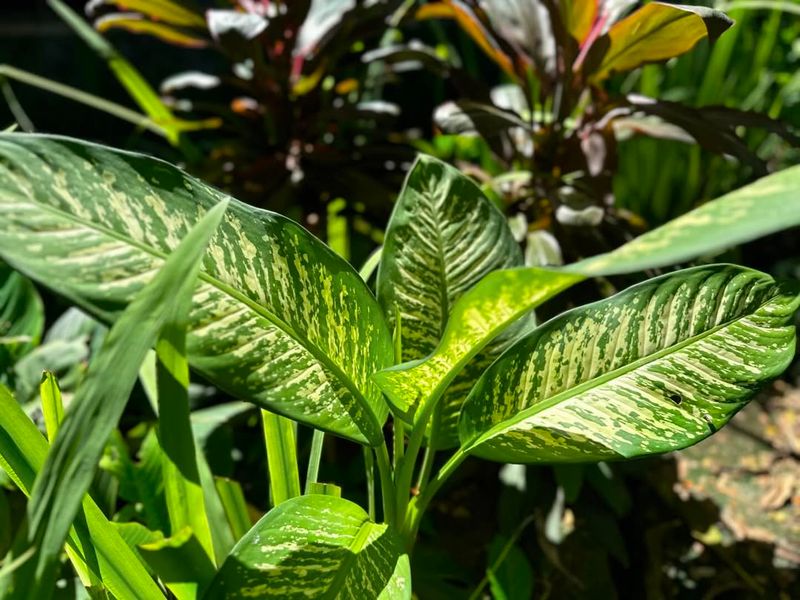 Dieffenbachia (Dumb Cane)