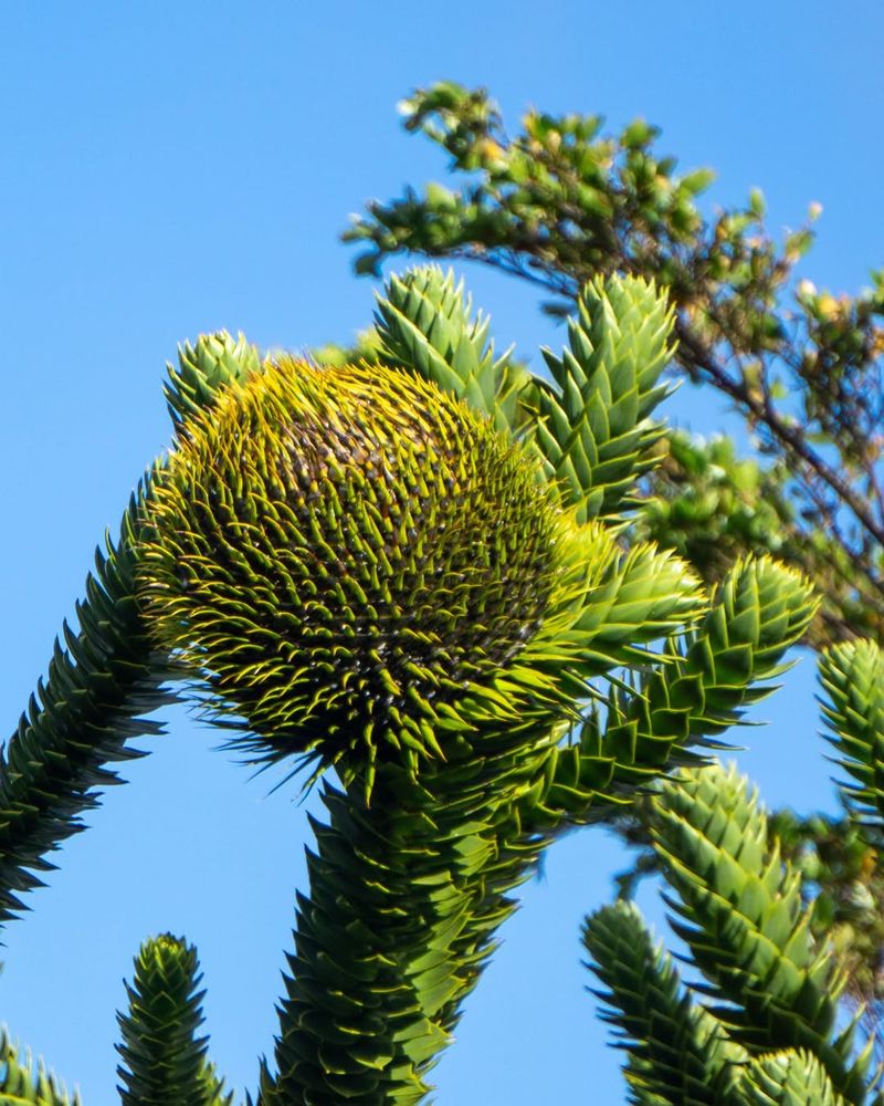 Monkey Puzzle Tree (Araucaria Araucana)