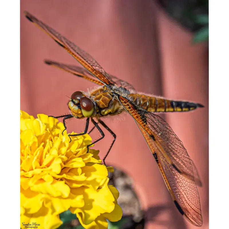 Marigolds