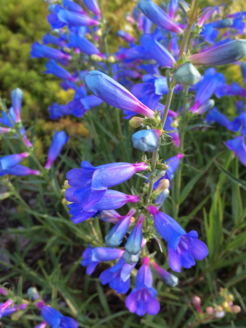 Penstemon