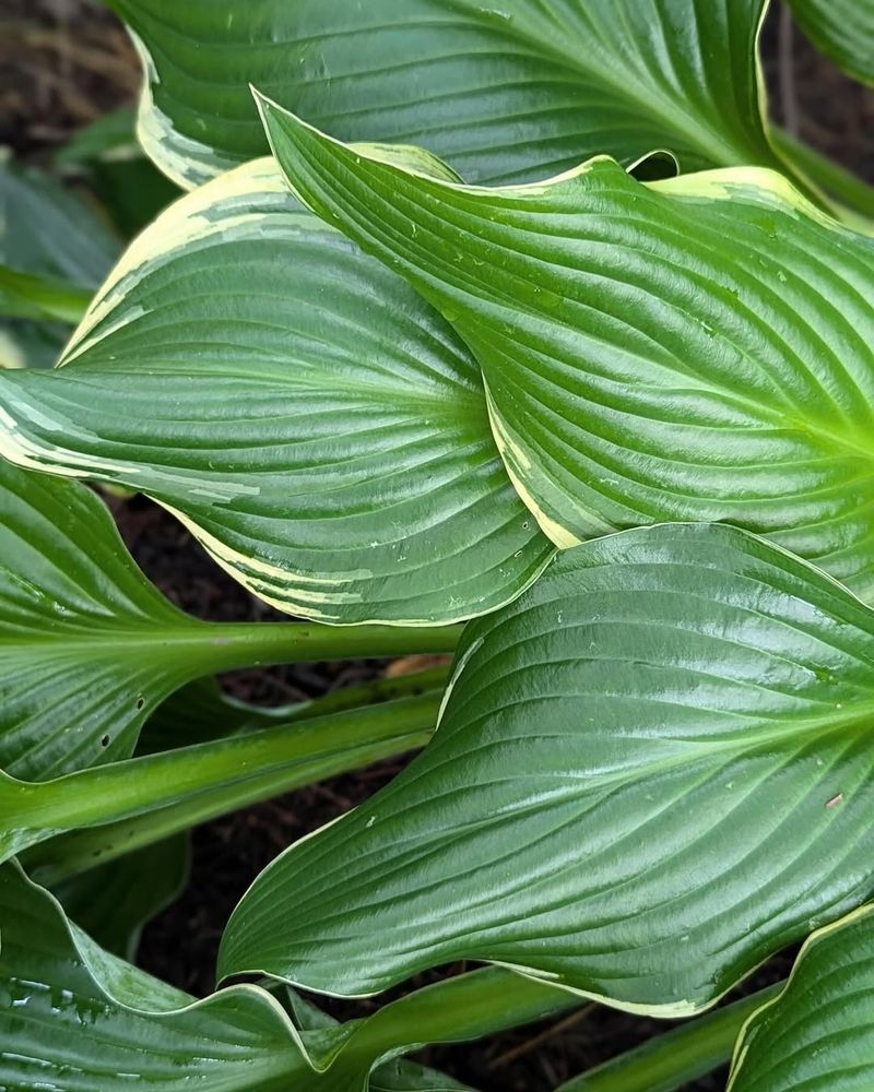 Hostas