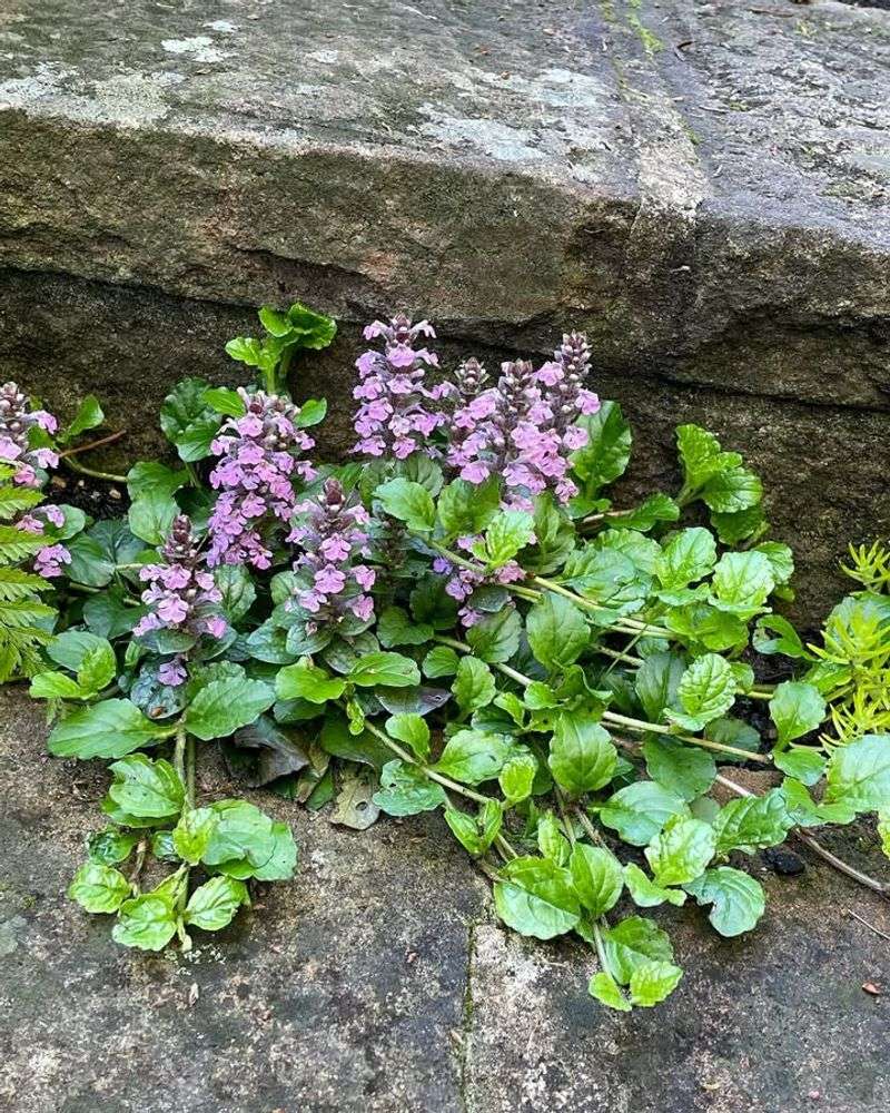 Ajuga