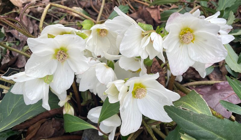 Hellebores