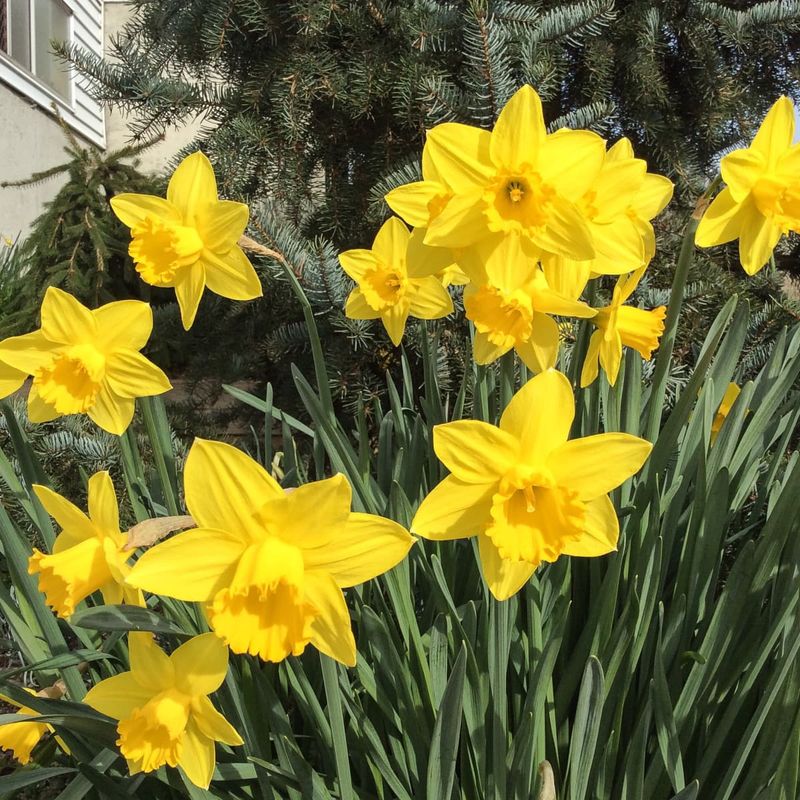 Daffodils