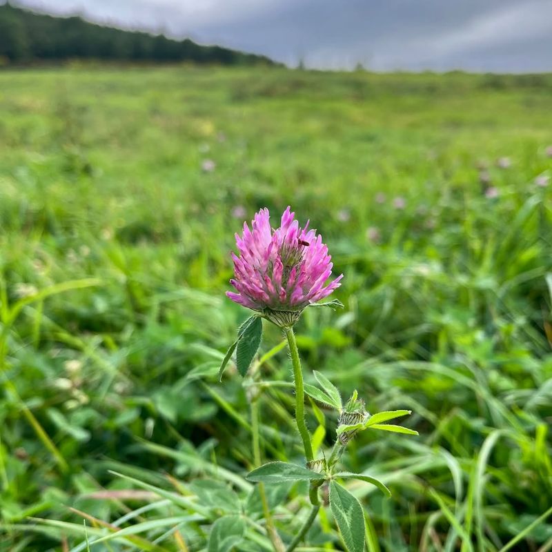 Red Clover