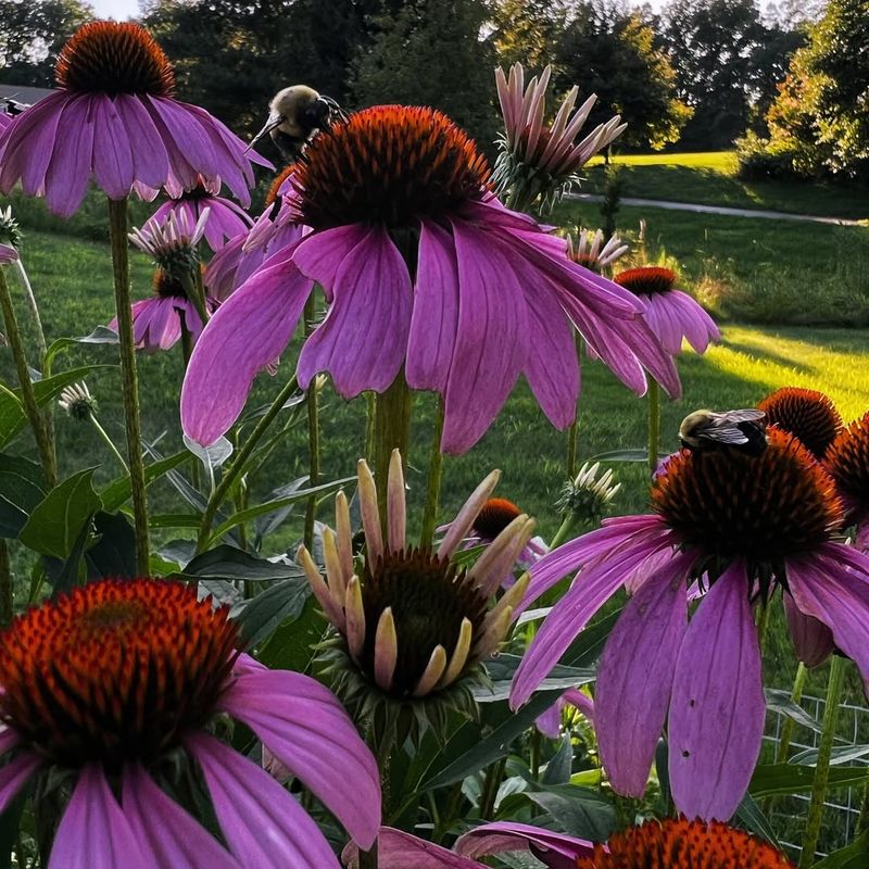 Coneflower (Echinacea)