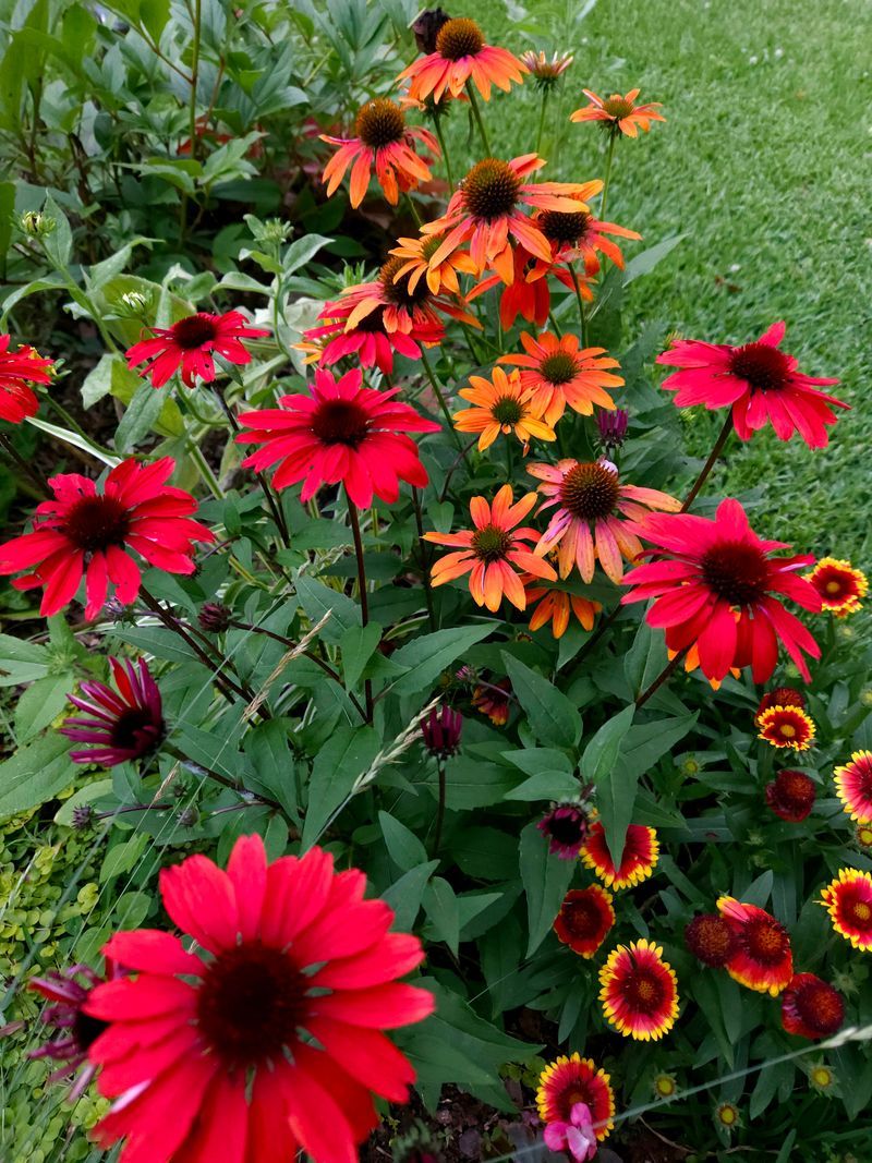 Coneflower (Echinacea)