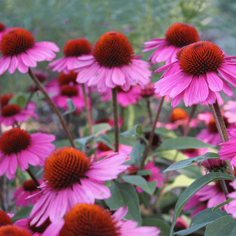 Coneflower