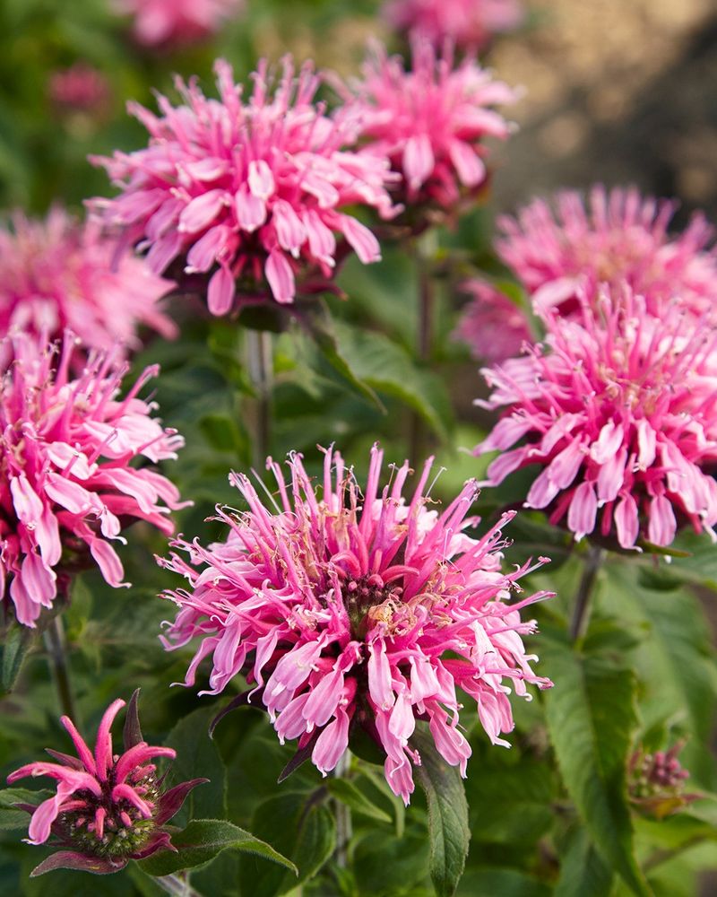 Bee Balm (Monarda didyma)