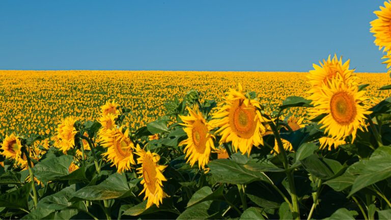 Sunflower field