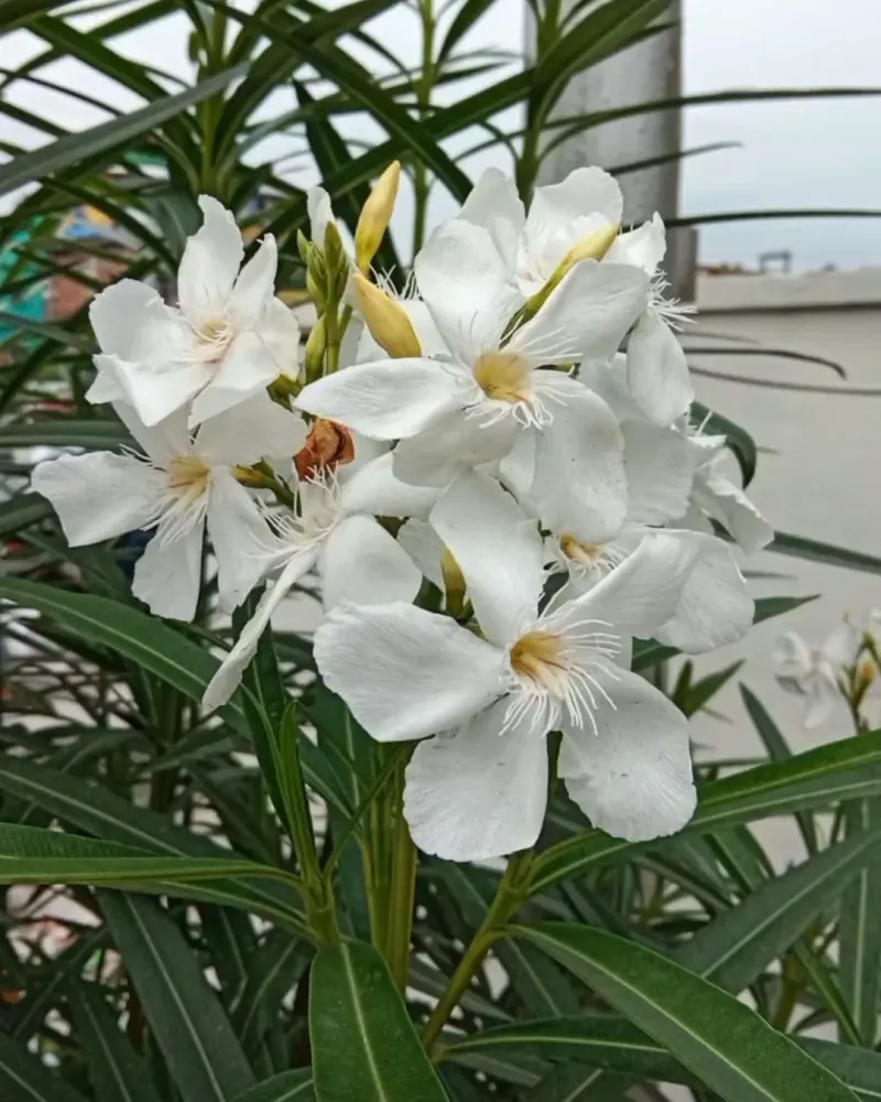 Oleander