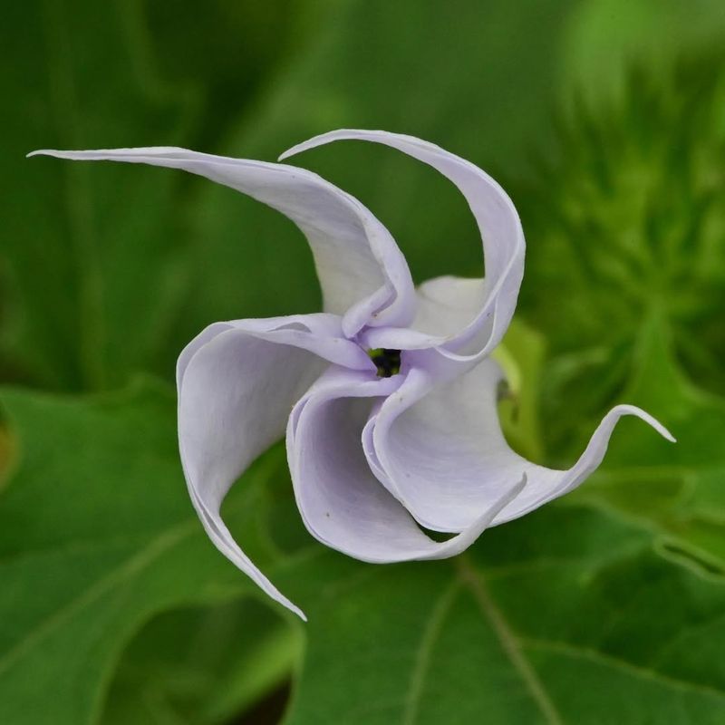 Jimsonweed