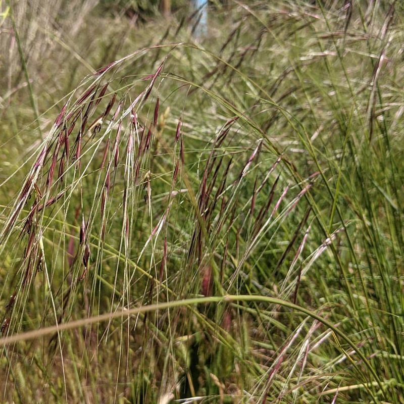 Purple Needlegrass