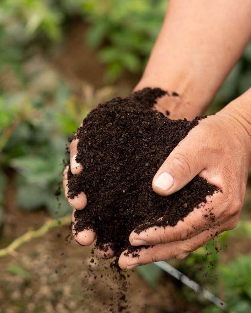 Adaptable to Poor Soil