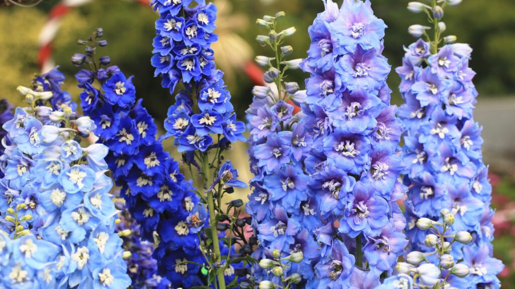delphinium in bloom