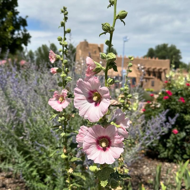 Hollyhock