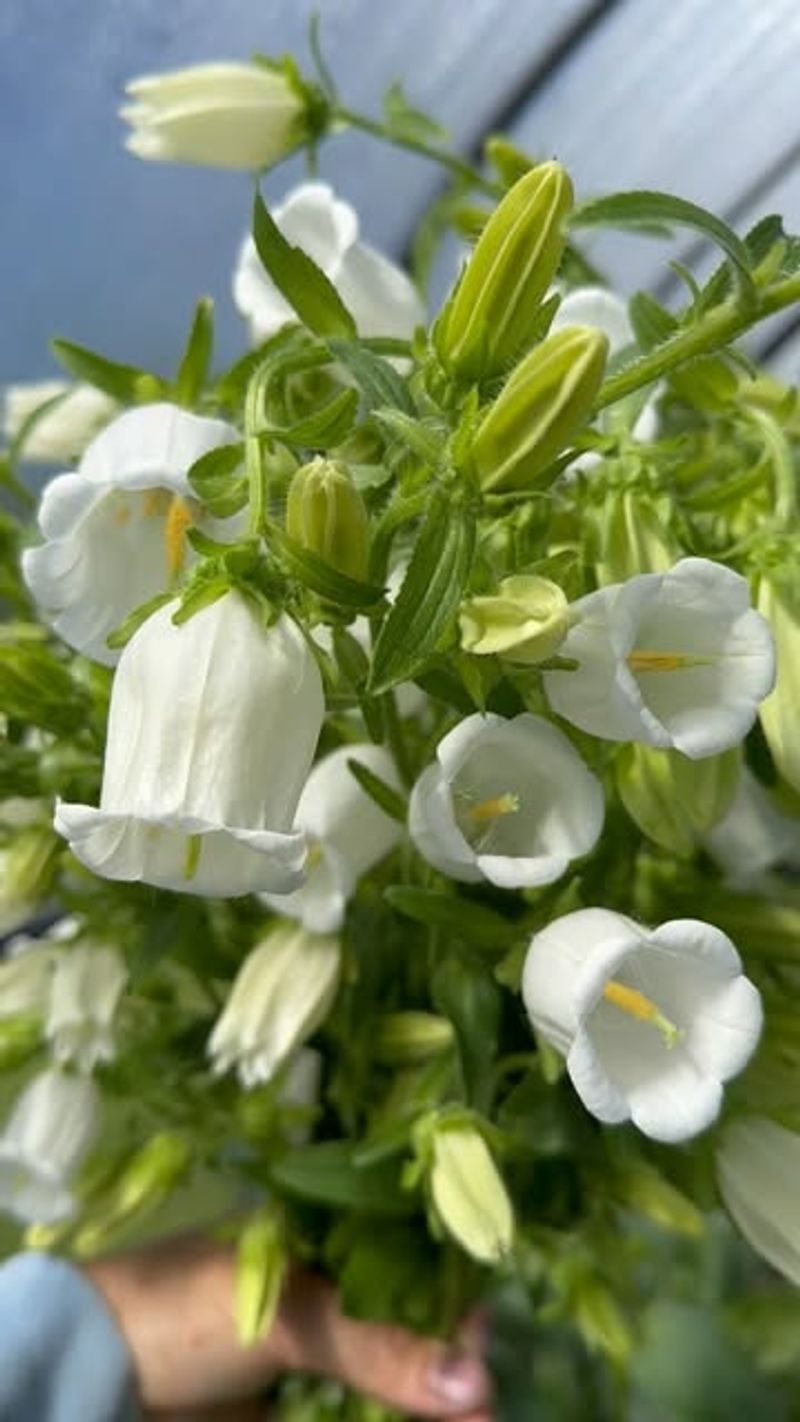 Campanula (Bellflower)