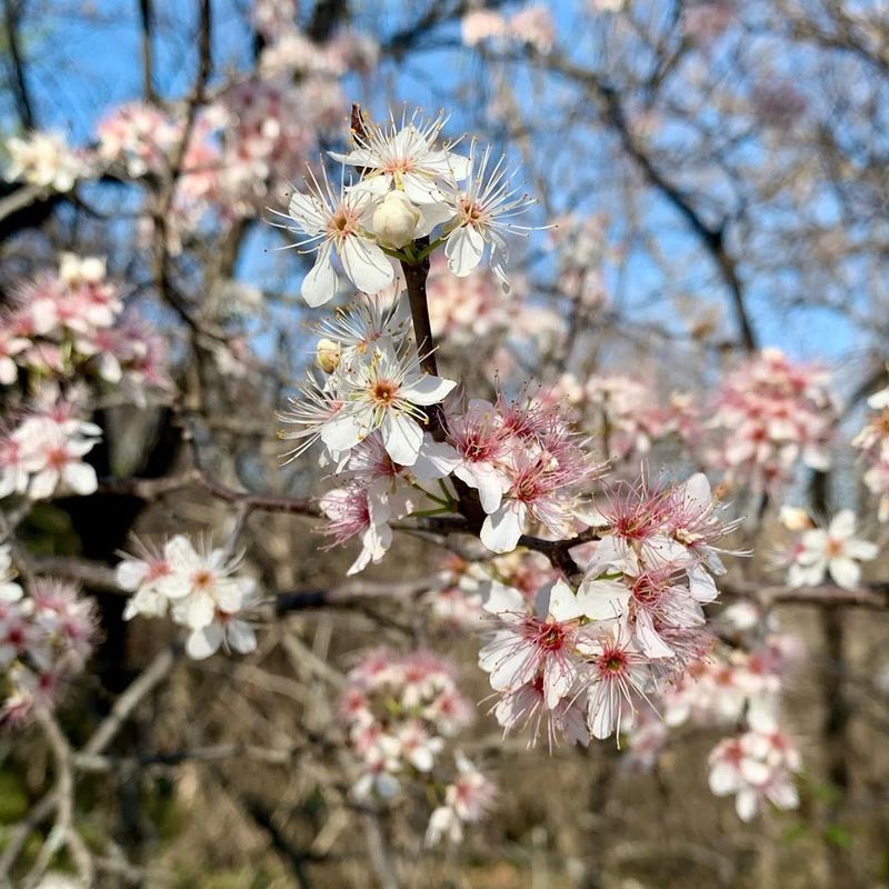 Mexican Plum (Prunus mexicana)