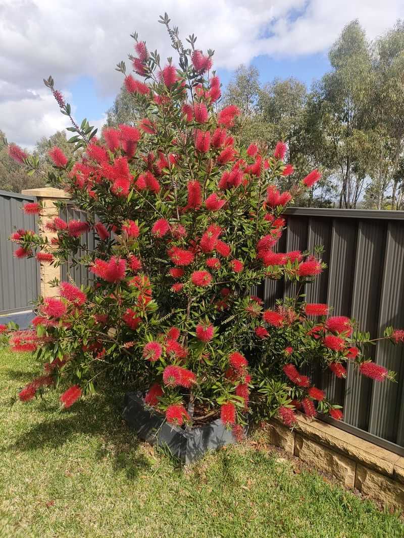 Bottlebrush Tree