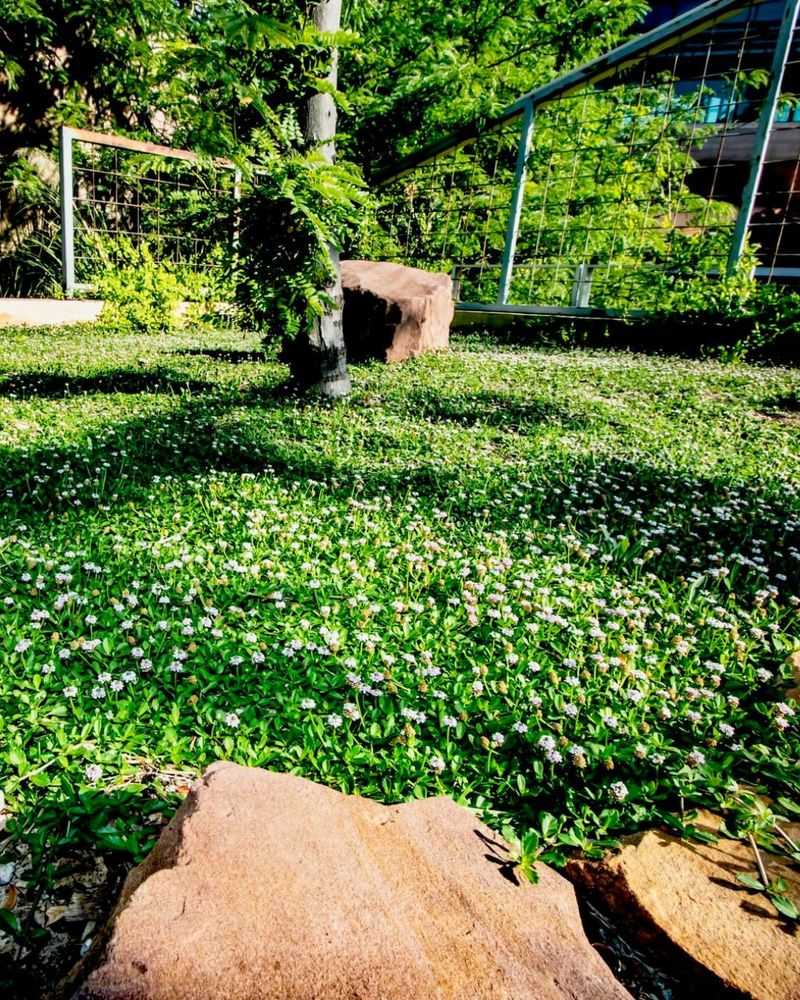 Incorporate Groundcovers